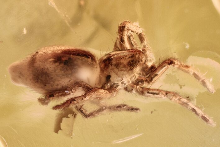 Detailed Fossil Spider (Araneae) In Baltic Amber #381571